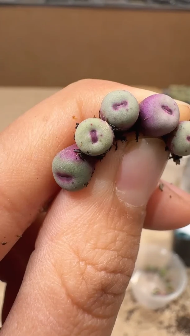 和****红多肉植物肉锥16-193     1958a