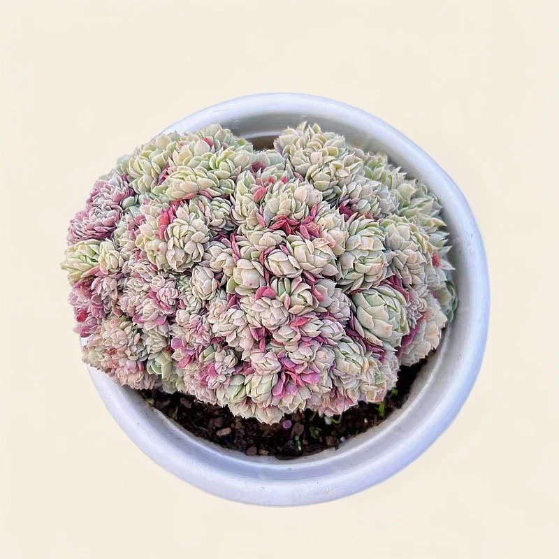 【贝瑞缀化】带盆土 精控精养 满15包邮 燕子多肉