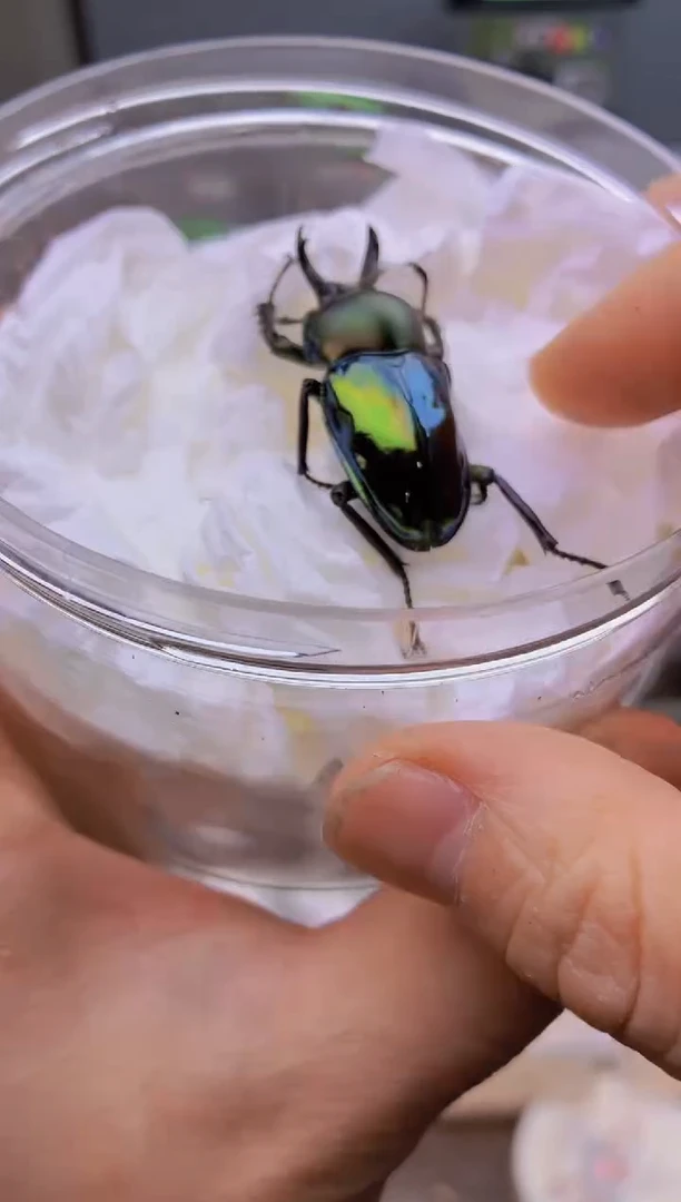 极光色彩虹锹甲公成虫一只