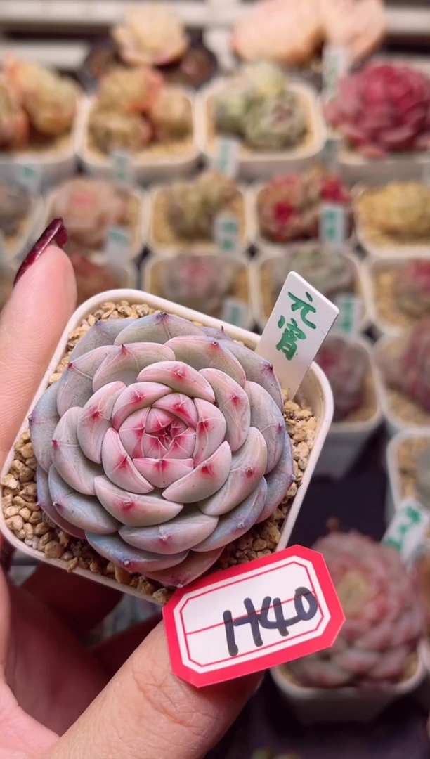 【闪购商品】H40元宵一物一拍