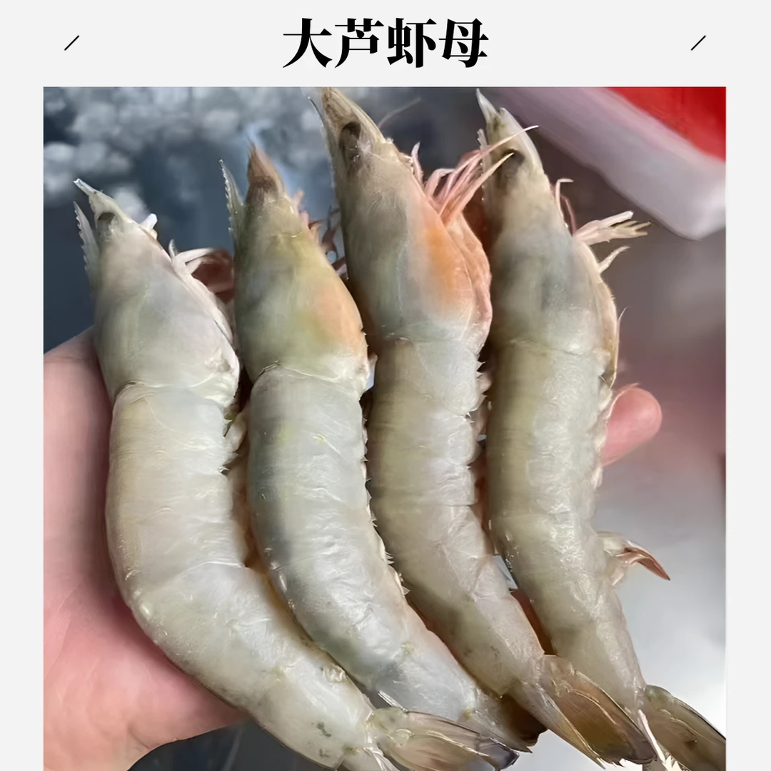 【大卢虾母】惠来神泉野生海卢虾麻虾 部分带膏 顺丰冷链包邮