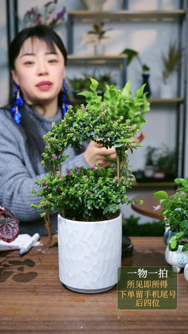 【闪购商品】42--3909火焰鸟巢蕨蓝绿