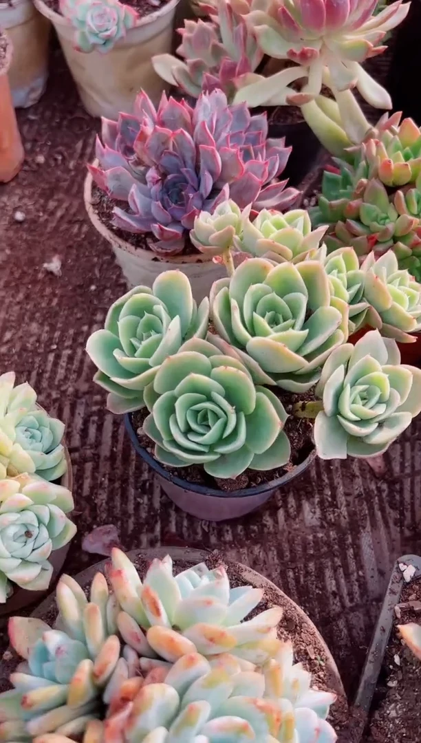 敏*多肉植物一物一拍29153