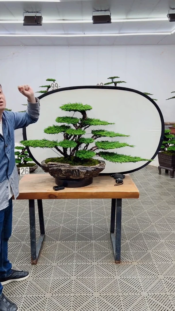 无花朵造型盆景一物一拍