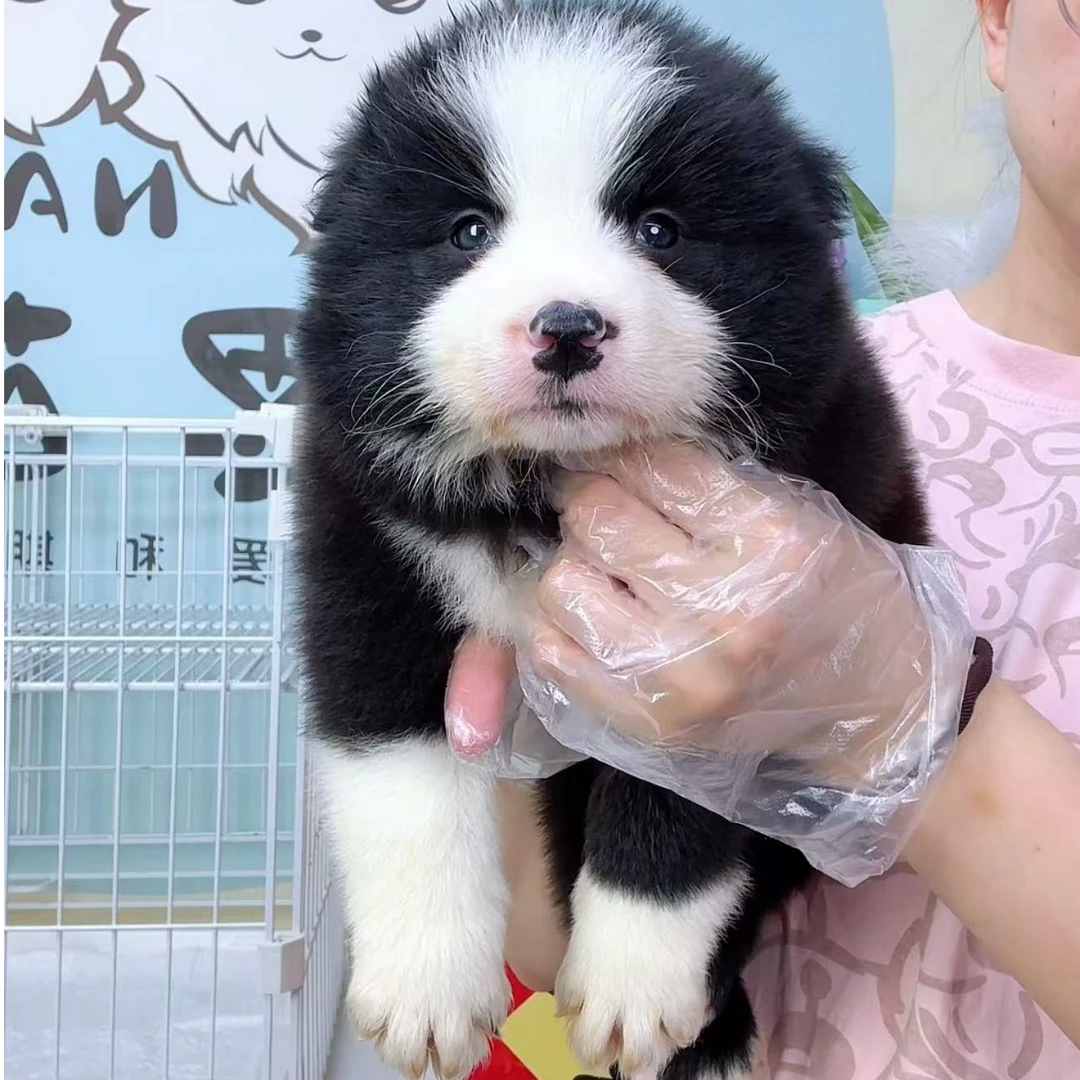 奶思家-黑白边牧公可爱弟弟01221021边境牧羊犬