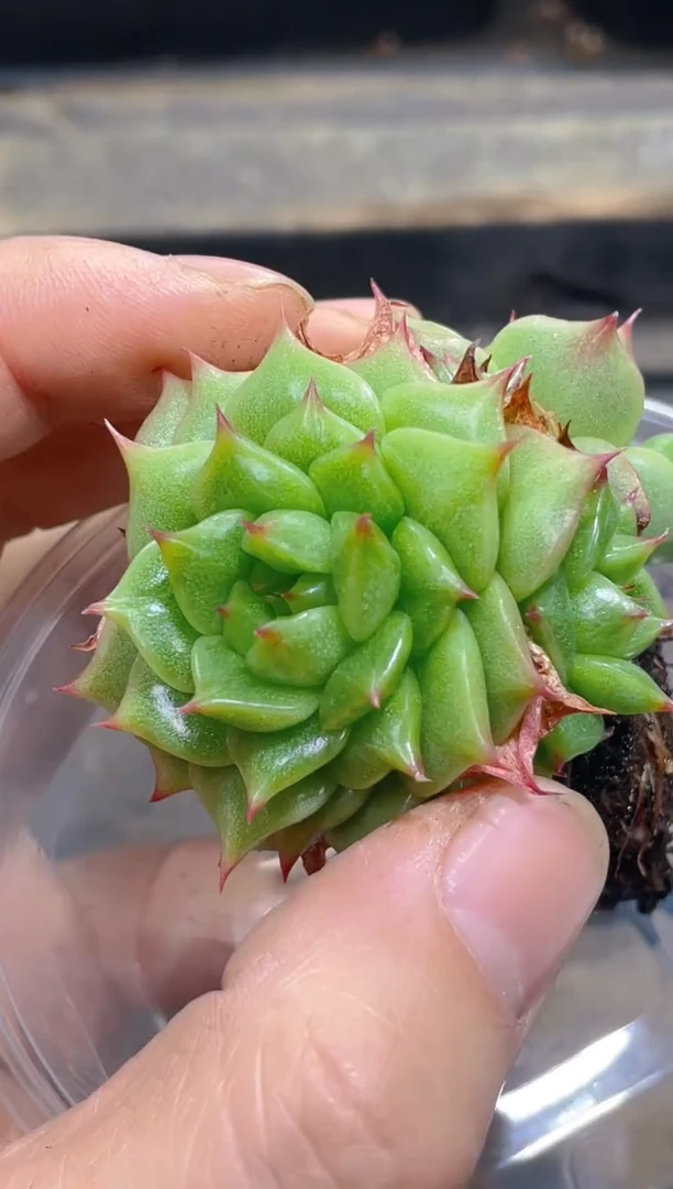 254孤品         量拍1颗