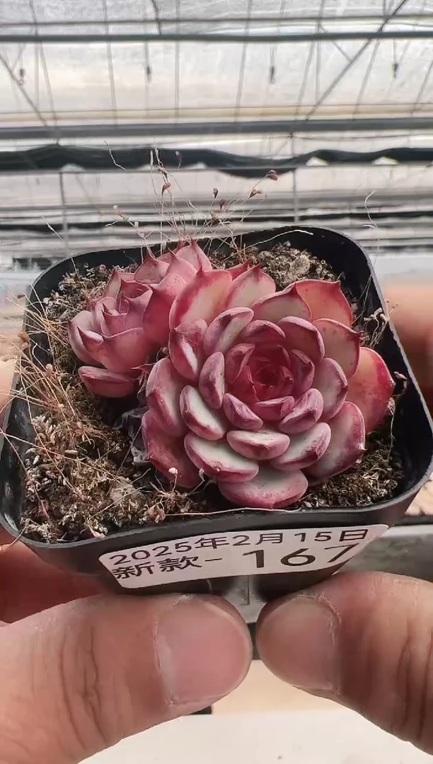 【闪购商品】新款多肉-167