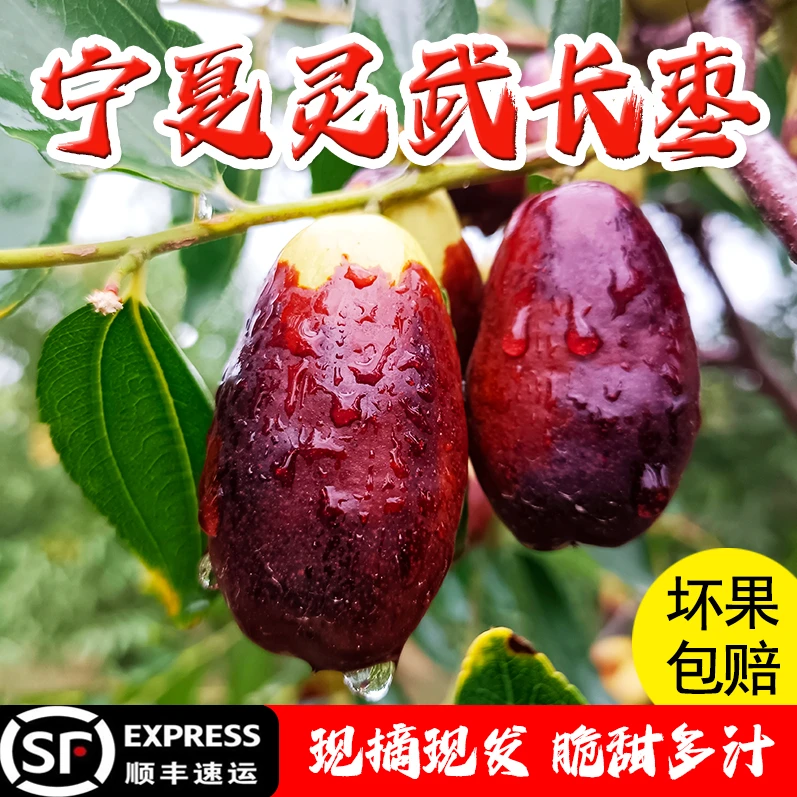 灵武长枣宁夏新鲜现摘 脆甜核小肉厚 现摘现发顺丰直达灵武长枣