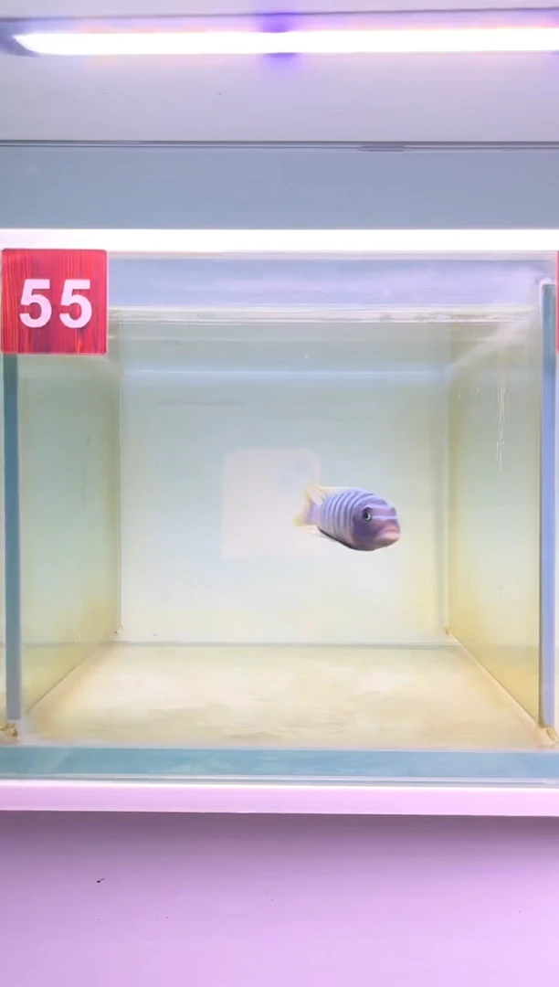 海水鱼三湖慈鲷野生