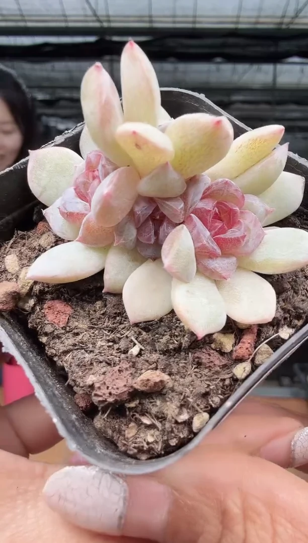 东云多肉园新款-262