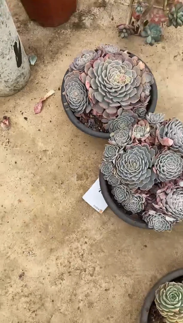 【闪购商品】78号2颗天赐￥50