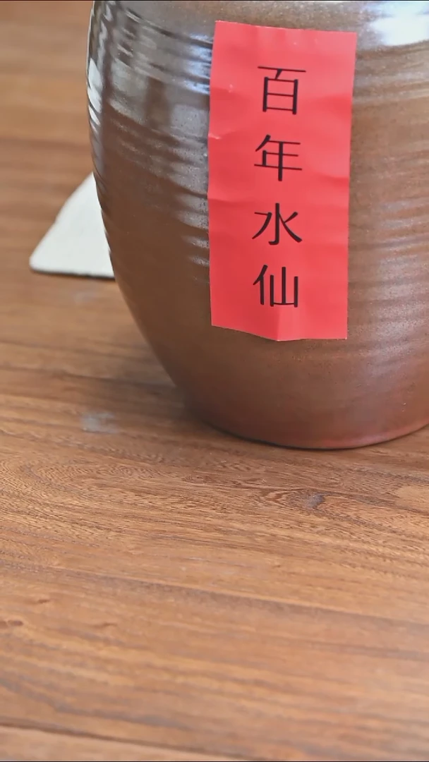 高货福利 2017竹窠老树百年水仙50g