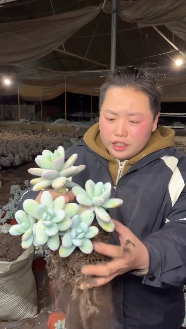 【闪购商品】115-五头起雪美人9.99