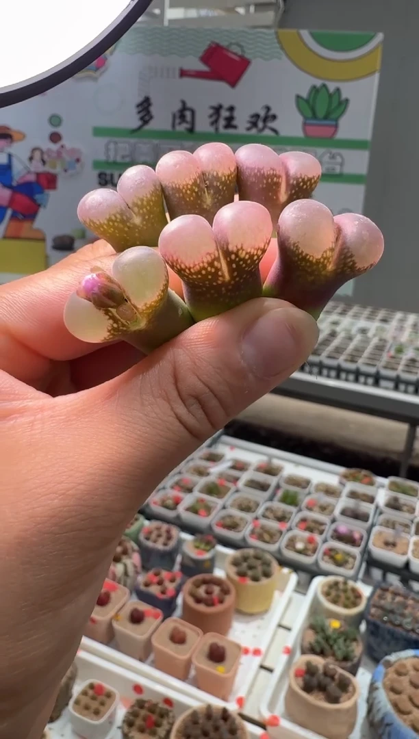 213多肉植物肉锥风铃一颗