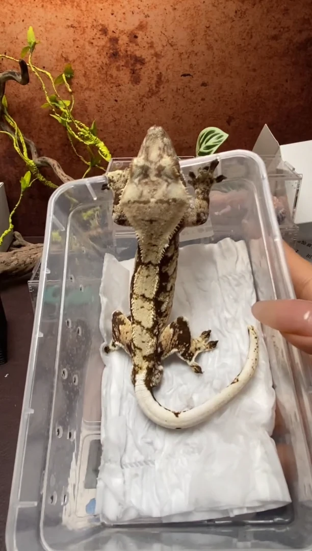 睫角守宫鳞与尾 Scale Tail 爬宠J9