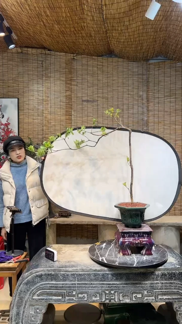 【闪购商品】盆景盆景