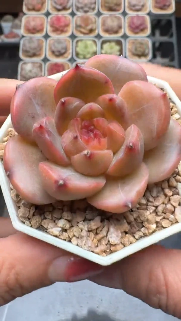 【闪购商品】745号珍妮多肉一物一拍3单包邮