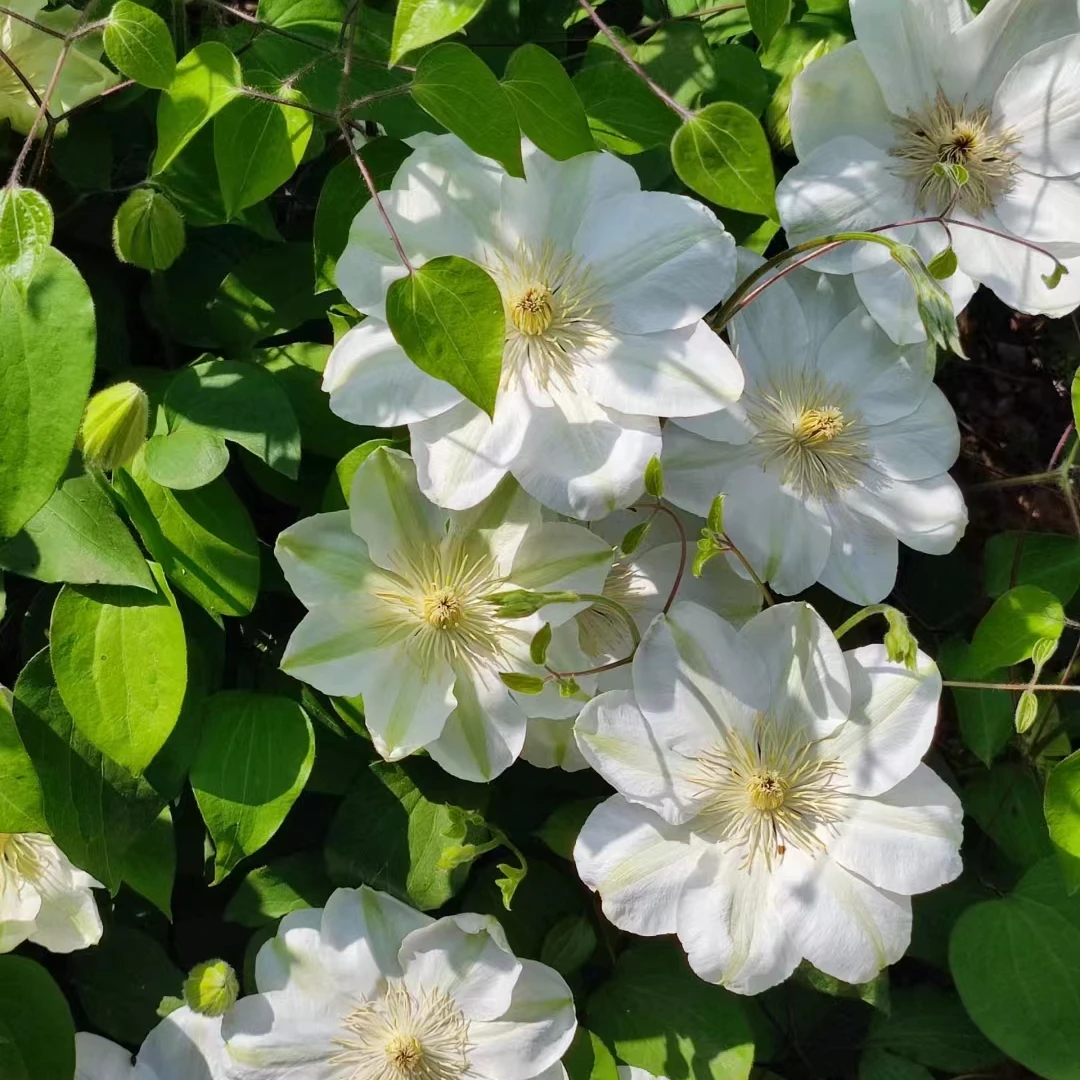 铁线莲 二类【格恩西岛】丰花品种盆栽阳台庭院花卉植物