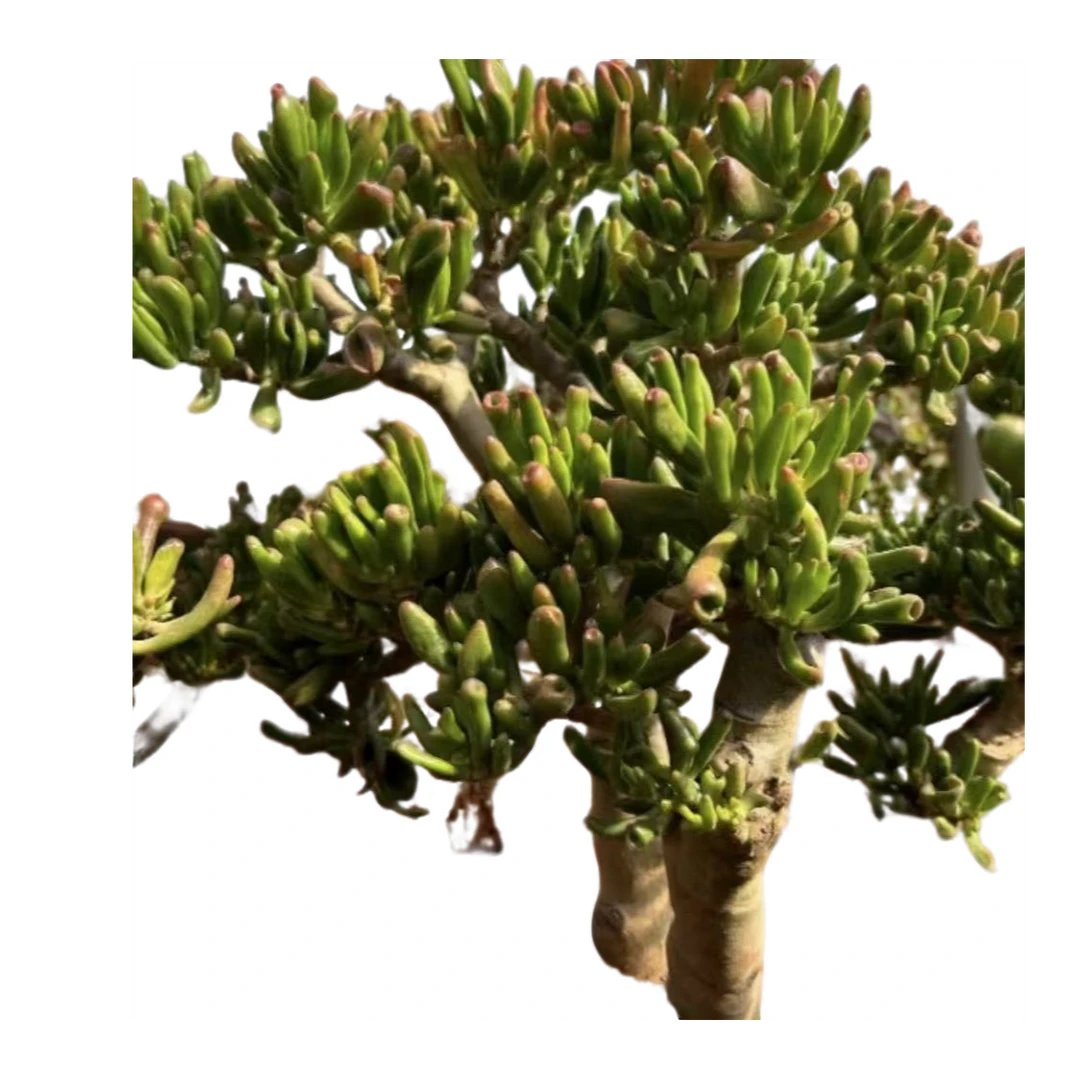 6年老桩精品吸财树  好看好养 多肉植物 云南昆明发货