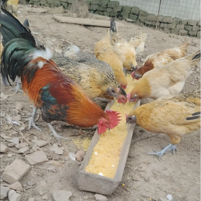 【2只母鸡林间散养土鸡】生态散养走地溜达青年母鸡新鲜现杀营养