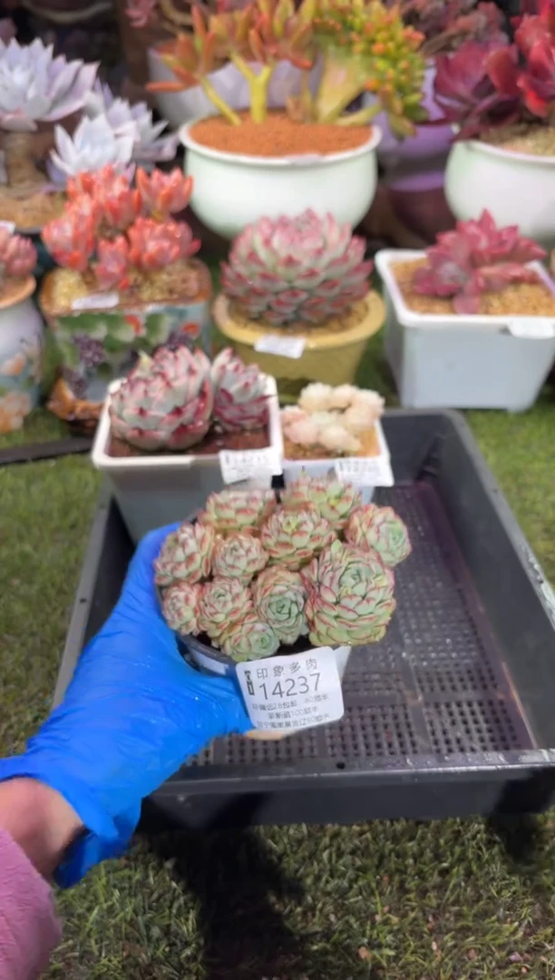 【闪购商品】14237