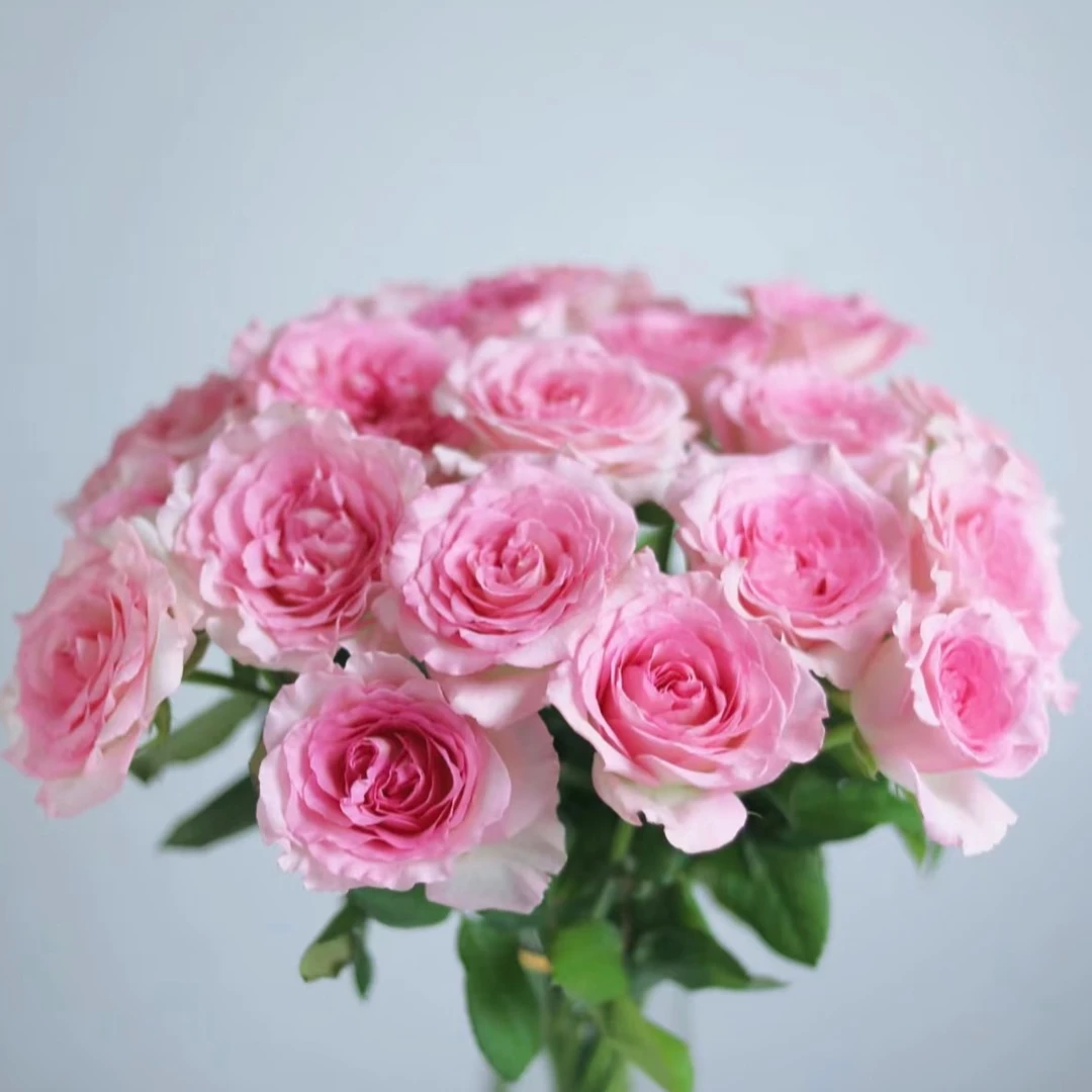 【洛神 10支】  任意2单升级顺丰/德邦