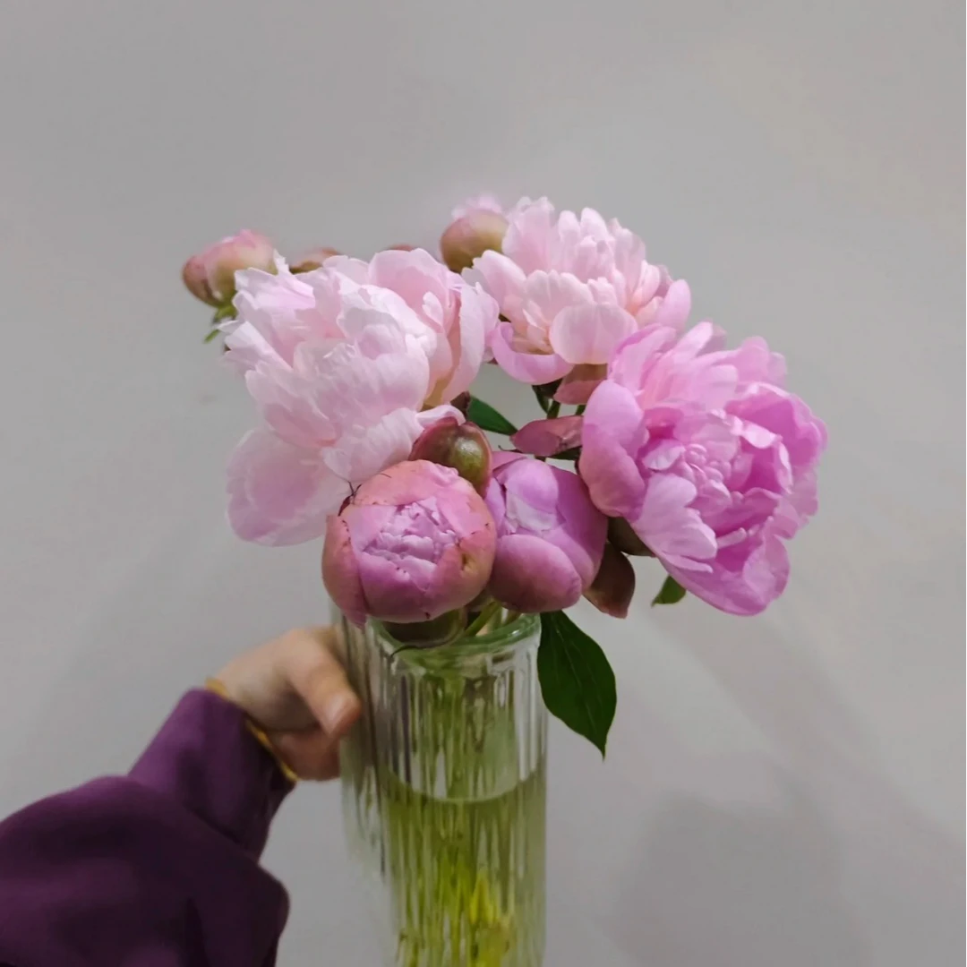 四川重瓣芍药粉色