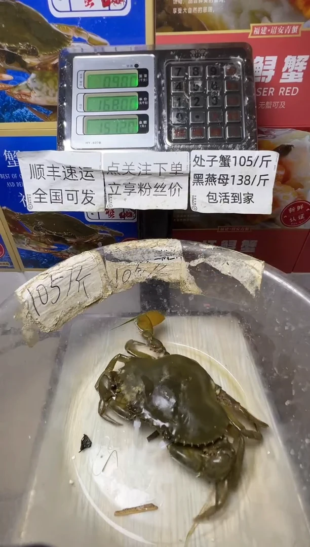 中国大陆福建漳州青蟹1红膏蟹