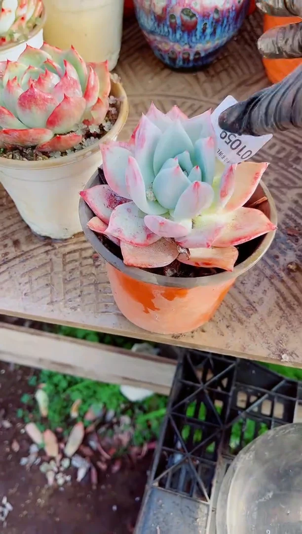 潴*跃跃精品多肉01059