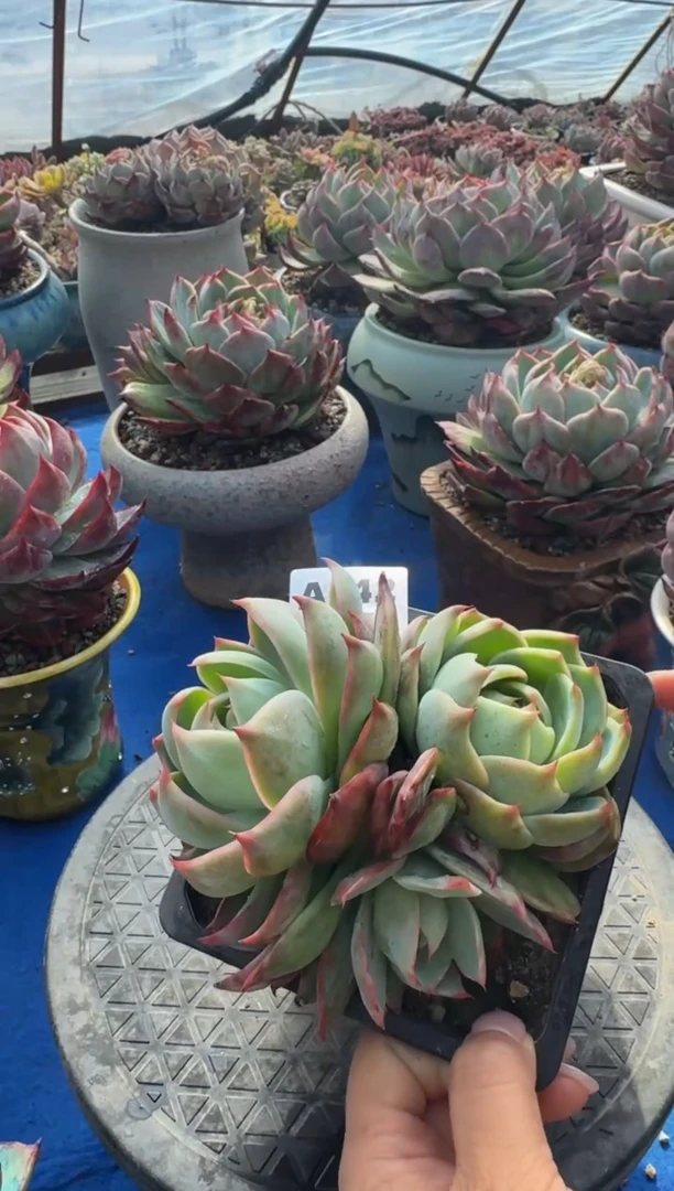 【闪购商品】A642惊鸿仙子（裸根发货）（不包整）