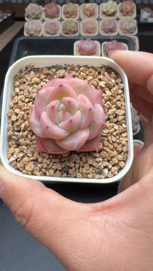 【闪购商品】552A号一物一拍多肉花卉植物拍3颗起发