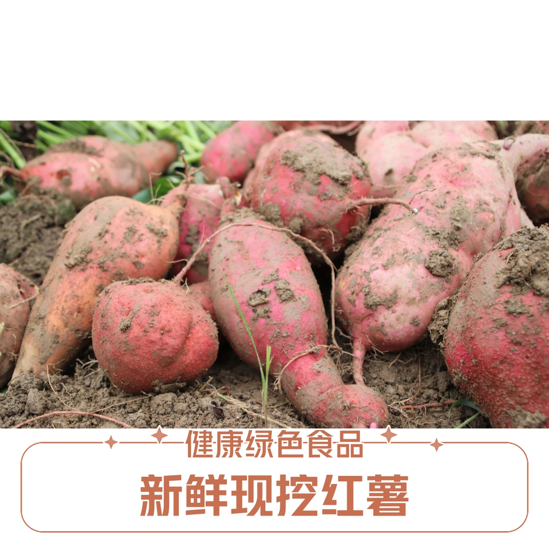 稠木湾现挖红薯5斤顺丰包邮