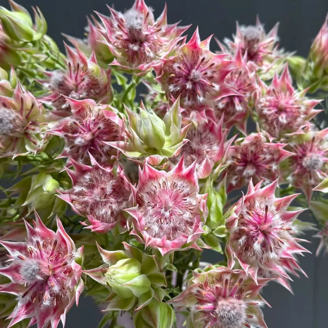 【元宵纳福/不拍保温棉冻坏不售后】新娘花  两单以上包邮