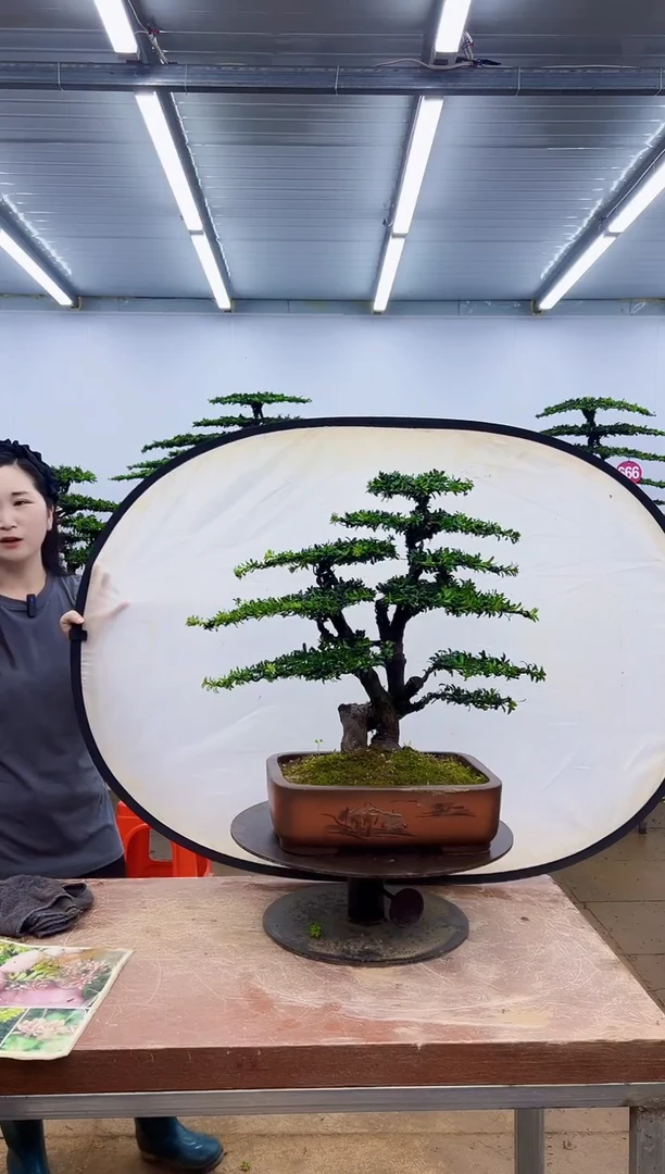 无花朵一物一拍，所见即所得