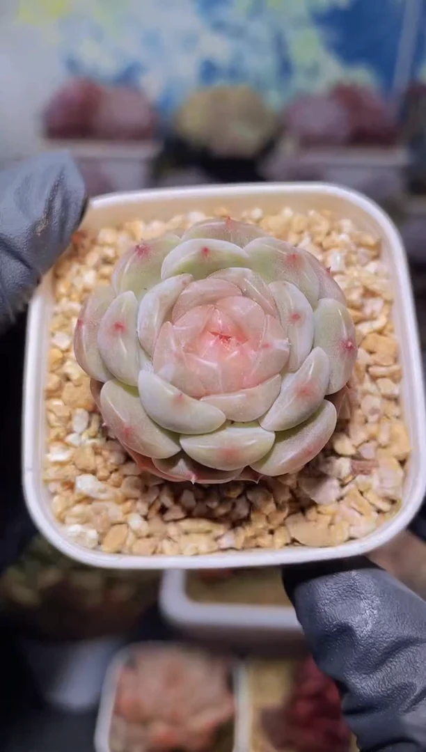 【闪购商品】064白恋