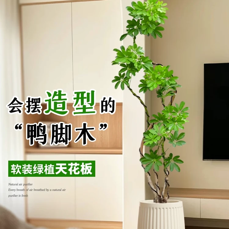 造型绿植鸭脚木简约客厅大盆栽鹅掌柴室内落地式大型四季常青植物