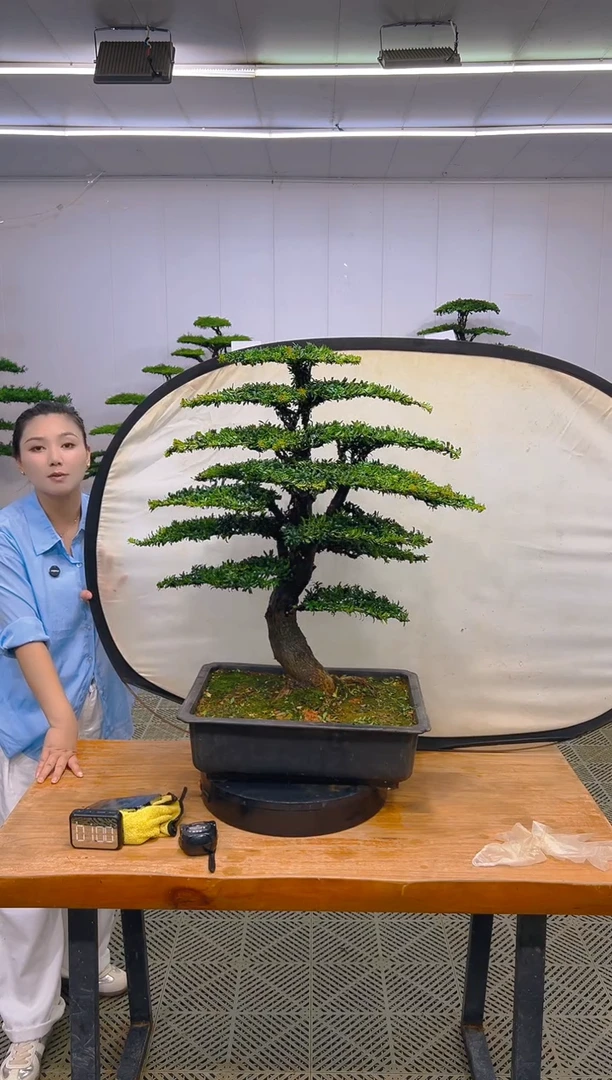 无花朵一物一拍一物一拍