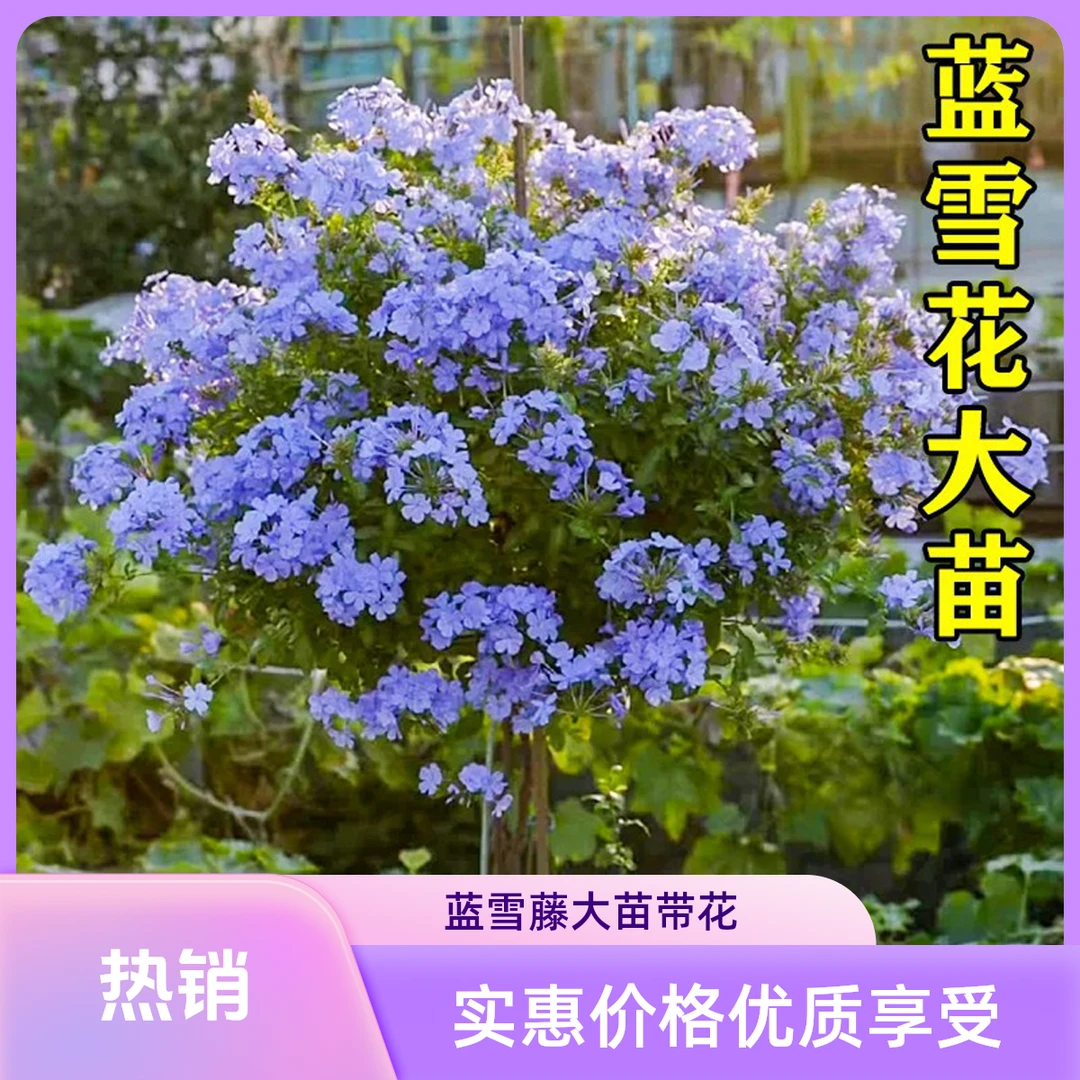 蓝雪爬藤大苗室内阳台四季开花易养植物带花盆鲜绿花卉办公室