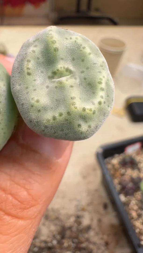 S****)7-118多肉植物肉锥