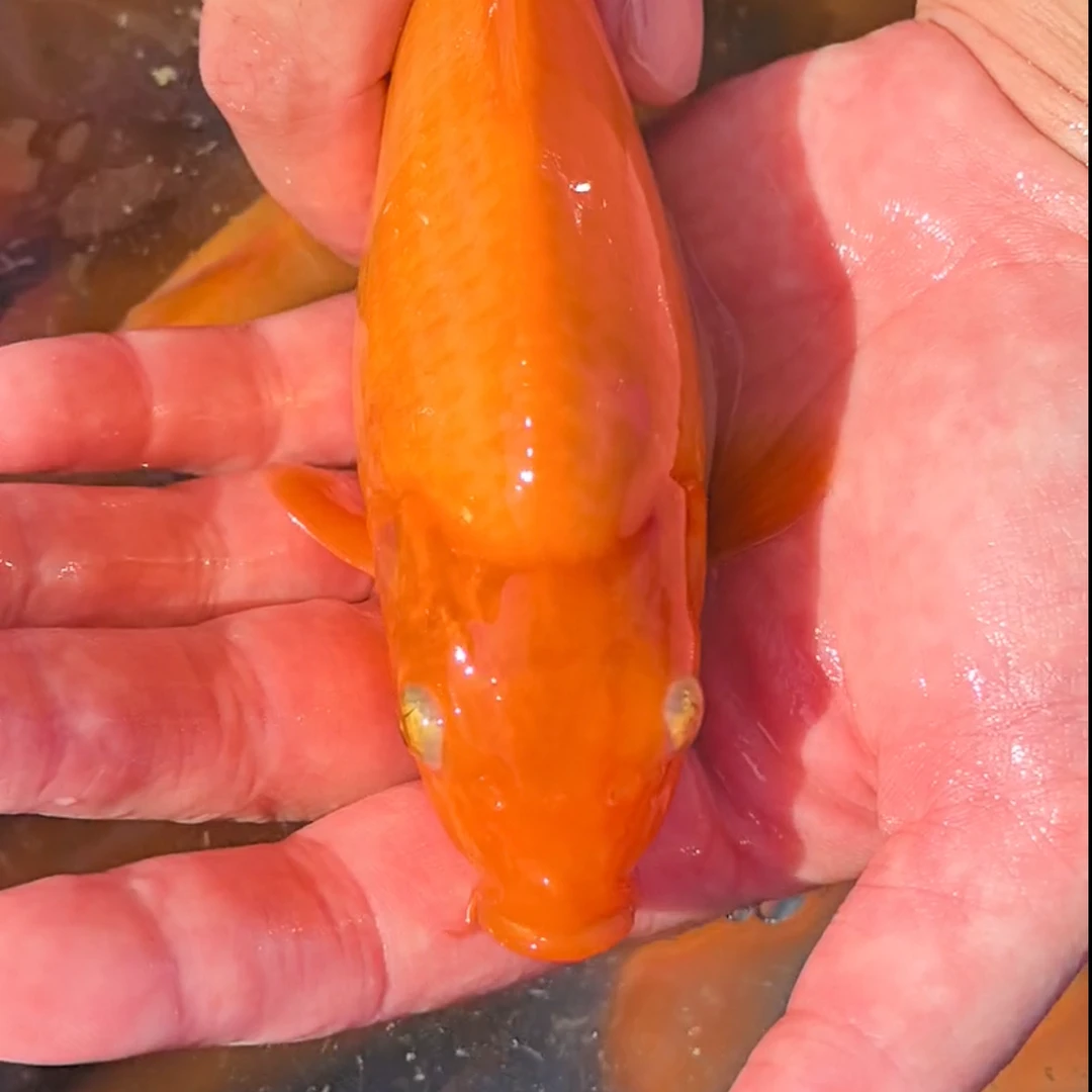 芥子锦鲤观赏鱼水族鱼池锦鲤鱼出售直播