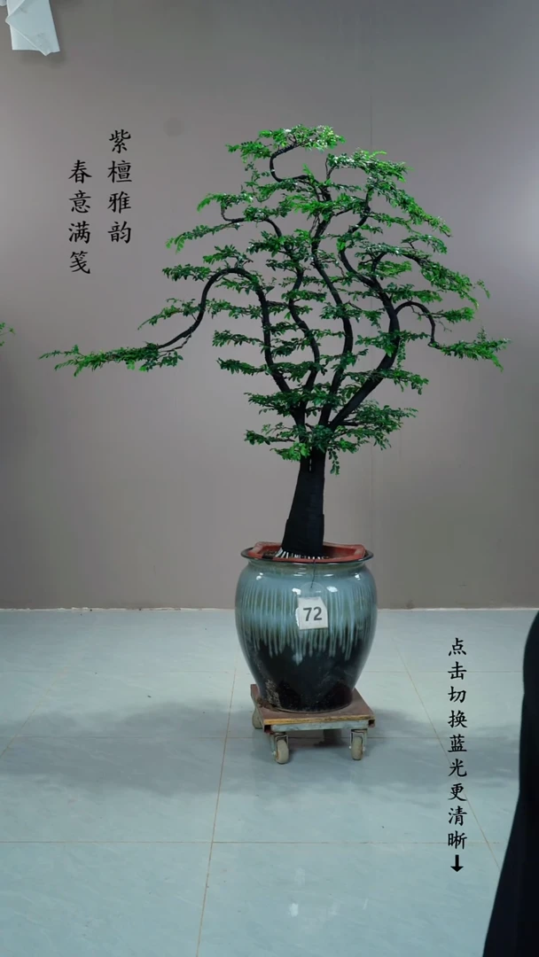 无花朵L****起72号链接