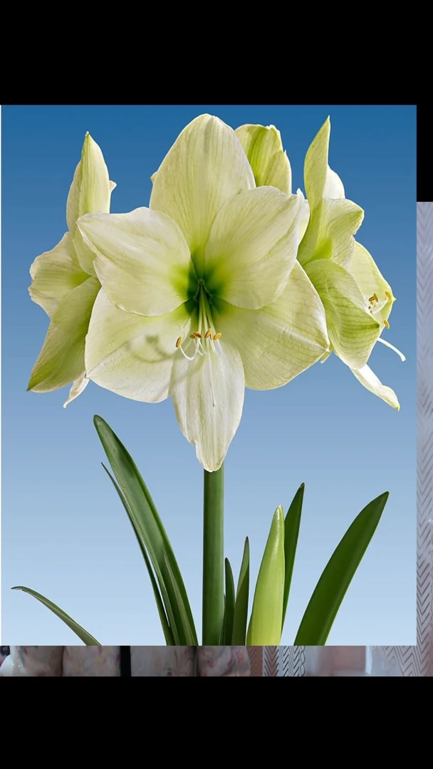 朱顶红月神4厘米