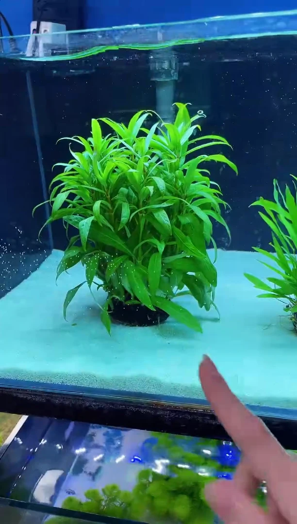 中柳大坨水草可以长出水面