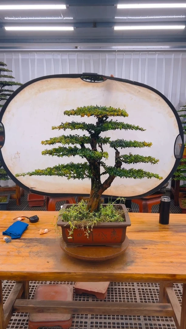 【闪购商品】紫砂精品盆景直播间一物一拍