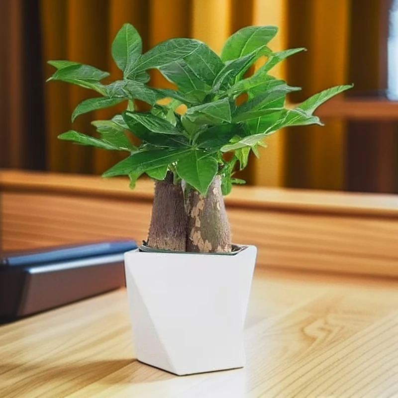 三杆发财树盆栽植物室内办公室好养绿植水培客厅小盆景四季常青新