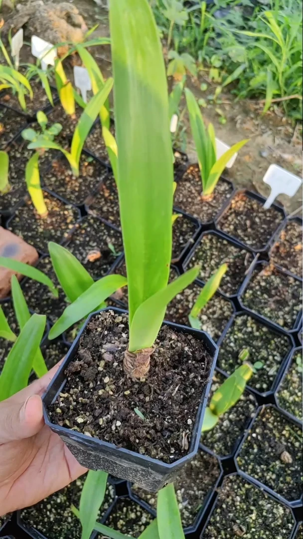 朱顶红混球6颗101