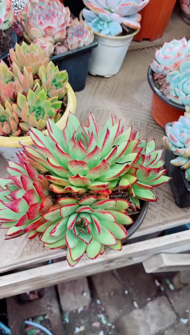 熊****࿐28030多肉植物一物一拍