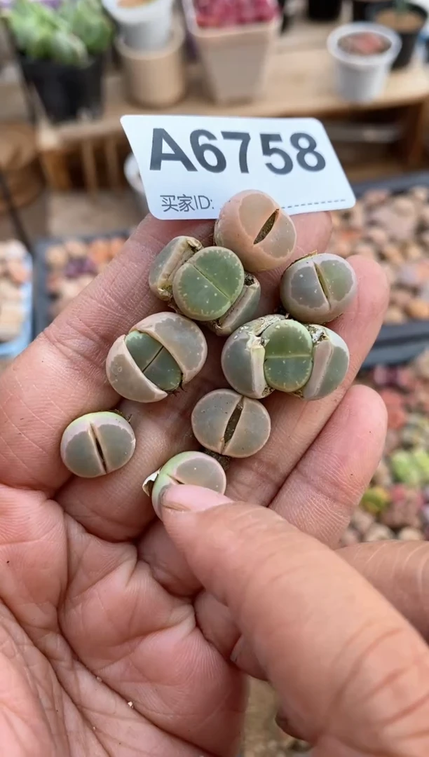 【闪购商品】6758直播一物一拍