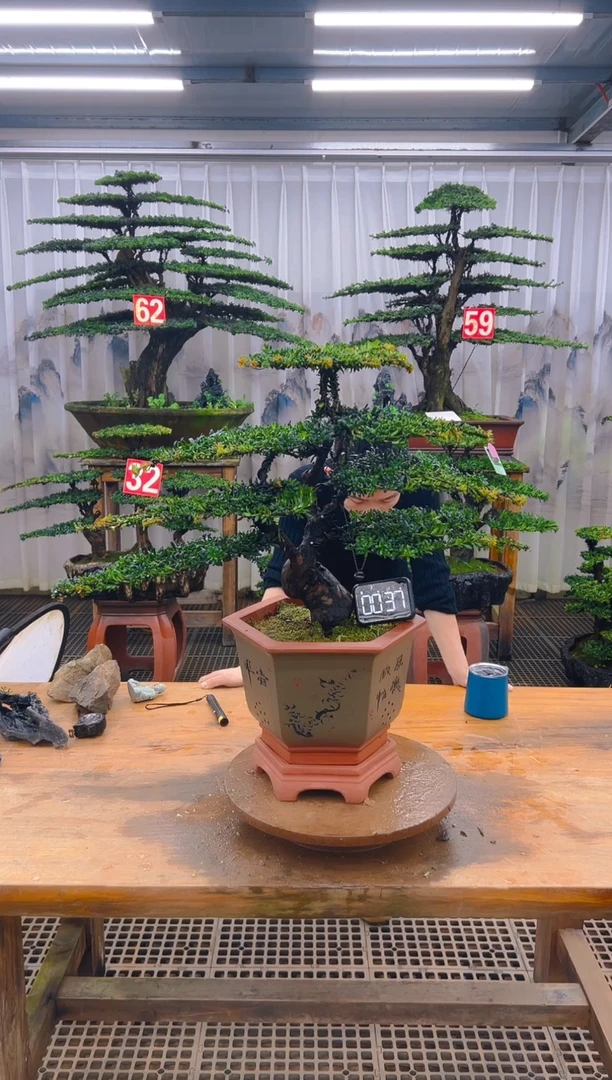 无花朵精品盆景直播间一物一拍