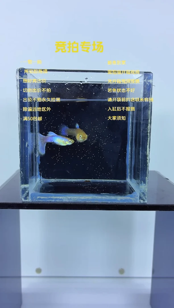 孔雀鱼拉朱莉紫尾-28